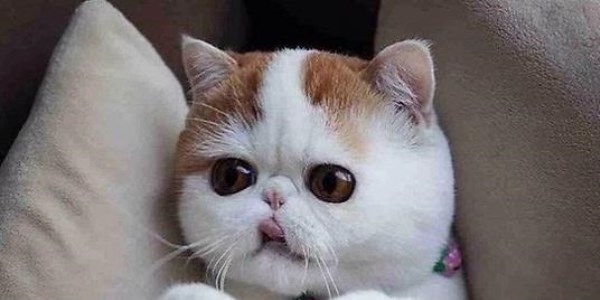 İnternetin yeni fenomeni sevimli kedi