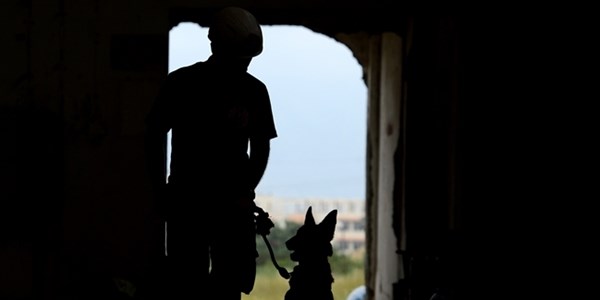 Sahipsiz köpekler can kurtaracak