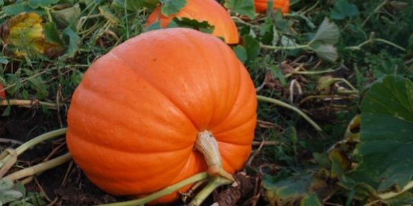 <P>Bal kabağı</P>  <P>Besin değeri bakımından oldukça zengin olan bal kabağı, besin değeri, antioksidanlar ve vitaminler bakımından oldukça zengin. Bal kabağına turuncu rengini veren karoten, vücutta A vitaminine dönüştürülüyor. Bal kabağı, bağışıklık güçlendirici etkisinin yanı sıra, koroner kalp hastalıklarını da önlüyor. Protein ve lifler bakımından da zengin olan bal kabağının bir kasesi sadece 80 kalori ve 1 gram yağ içeriyor. Zengin K vitamini içeriğiyle, günlük K vitamini ihtiyacının yarısını da karşılıyor. Magnezyum, potasyum ve çinko içeriğiyle de, prostat büyümesini, böbrek taşlarını ve depresyonu önlüyor. (Kaynak: uplifers.com)</P>