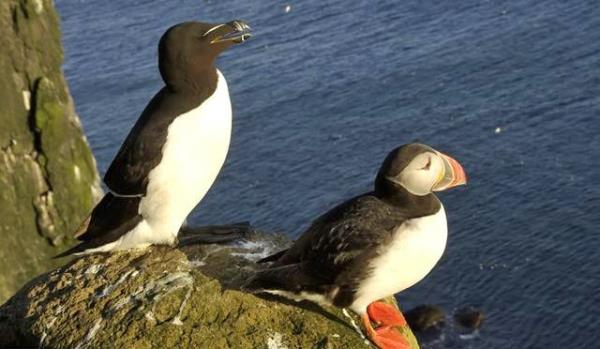 En uzun yaşayan Auk;     Auk, büyük kafalı, parlak gagalı, siyah kafalı bir tür kuştur ve Avrupa’da çok yaygındır. 38 yıl yaşayabilmektedir. Yavrulamak için karaya dönmektedir ve hayatının çoğunu denizde geçirmektedir.