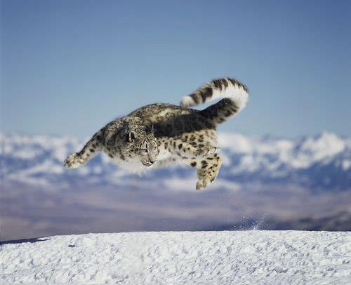En küçük olan büyük kedi;     Dünyanın en küçük büyük kedi türü kar leoparıdır. Orta ve güney Asya dağ sıralarında yaşayan bu tür bulunduğunda kafa ve vücut uzunluğu 0,75 – 1,3 metre (kuyruk uzunluğu 0,8 – 1 metre), omuz yüksekliği 0,6 metre. Ekstra büyük erkek olanı 75 kilo olmasına rağmen genellikle 27 ile 55 kg gelmektedirler.
