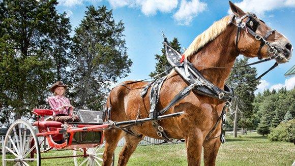 Dünyanın en uzun atı;     11 yaşındaki 210,2 cm boyundaki Belçikalı ‘Büyük Jake’ dünyanın en uzun atı.