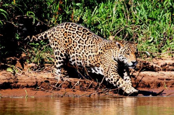 En büyük jaguar;     Jaguar, aslan ve kaplandan sonra kedi ailesinin üçüncü en büyük türüdür ve bundan dolayıdır ki dünyadaki en büyük kedidir. Jaguarın en büyük alt türü Pantanal jaguarıdır ve kuzeydoğu Arjantin’in yanı sıra Brezilya ve Paraguay’ın Pantanal tropik sulak alanlarında yaşamaktadır. Bu alt türün yetişkini 135 kilogramdan fazla gelmektedir.