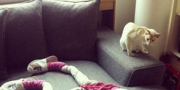 İnternetin yeni fenomeni taytlı kediler