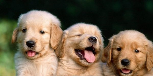 Hayvanların en güzel fotoğrafları