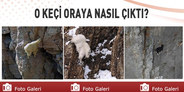O keçi oraya nasıl çıktı?