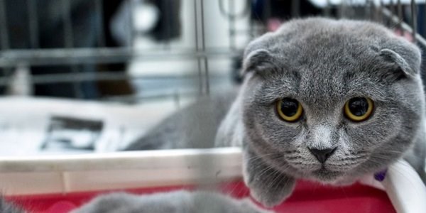 Kediler, güzellikleriyle yarıştı