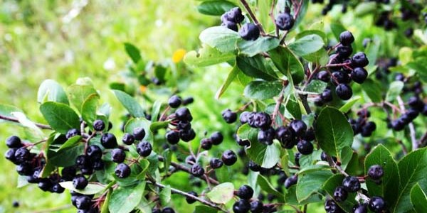 Aronia meyvesi kanserin ilacı