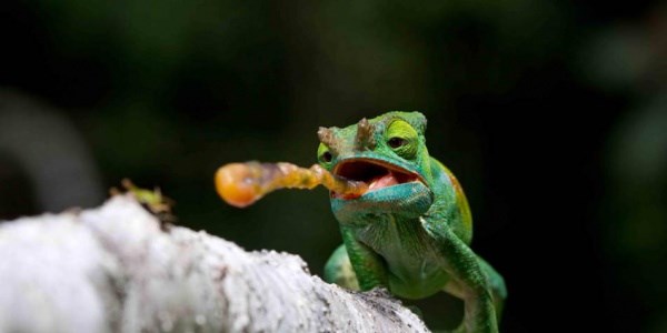 Doğanın en iyi fotoğrafları seçildi