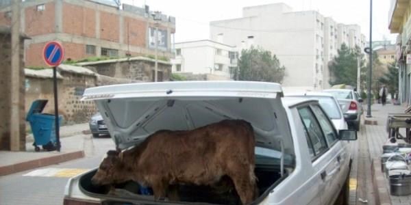 Trafikte kazaya davetiye çıkaranlar
