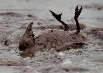 Habere göre Saddam Kuveyt'i bombalamış ve denize dökülen petrol sonucu karabataklar bu hale gelmişti.