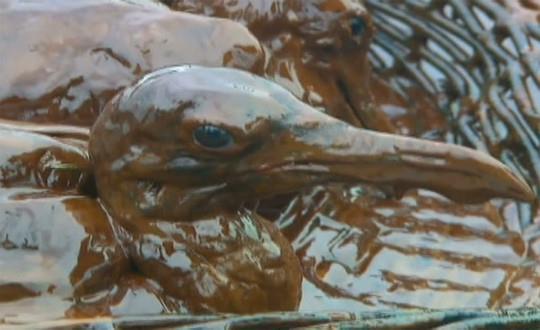 Petrole bulanmış karabataklar yalanı 1991 Körfez Savaşı döneminde aylarca ekranda gitmeyen, petrole bulanmış can çekişen karabatak görüntüleri vardı.