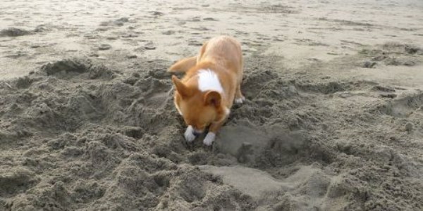 Bu köpekler ne yapıyor?