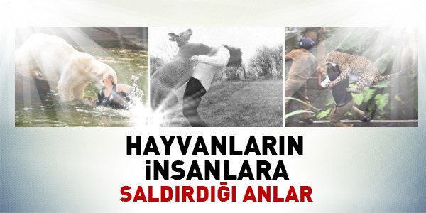 Hayvanların insanlara saldırdığı anlar