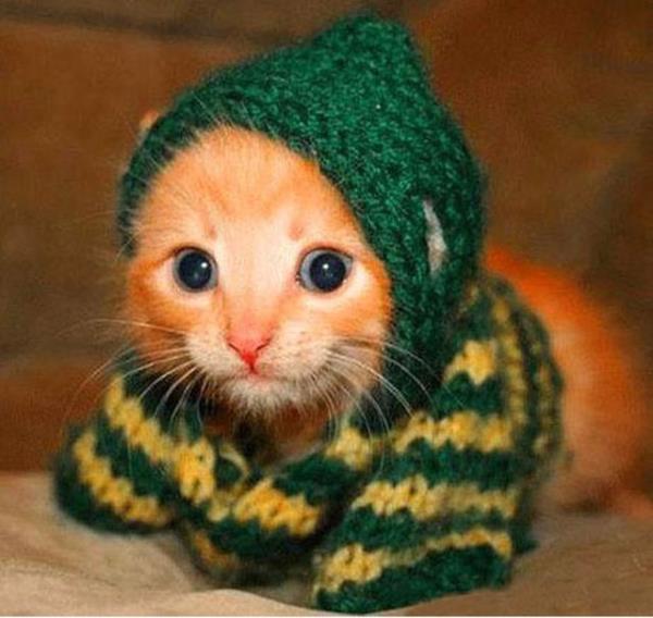 14- Manık=Kedi yavrusu