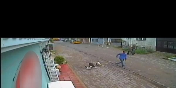 Kediyi Pitbull'a öldürttü
