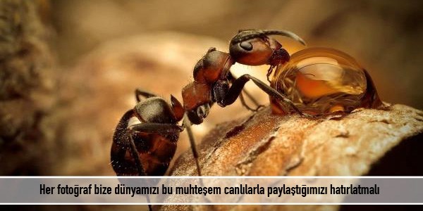 Harika 48 doğa fotoğrafı