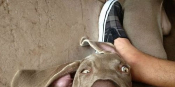 Hayvanların birbirinden komik fotoğrafları