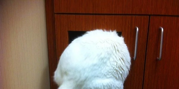 Asla pişman olmayan 26 kedi