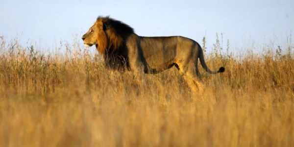 Afrika'da vahşi hayat