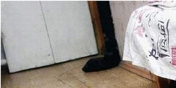 Kedi ve köpek aynı evde olursa...
