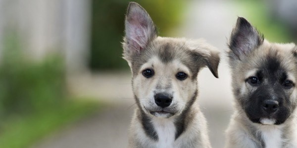 Yavru köpeklerin en sevimli anları