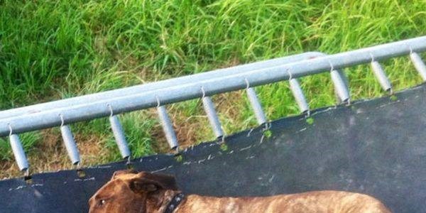 Bebeklerin köpeklerle dostluğu