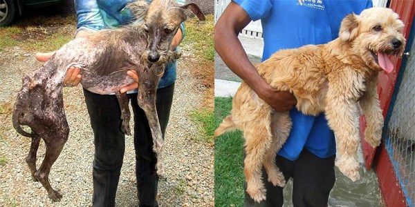 Kurtarılan köpeklerinin öncesi ve sonrası