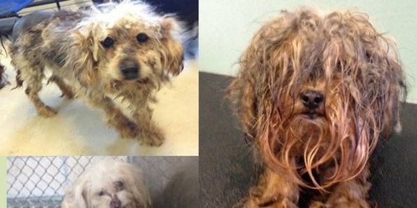 Köpeklerin bakım öncesi ve sonrası