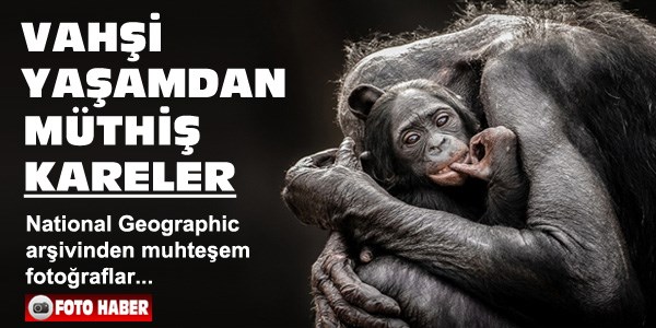 Vahşi yaşamdan muhteşem kareler