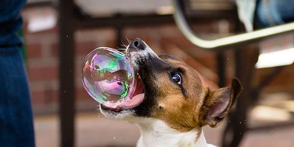 Köpeklerin objektife takılan 'o' anları