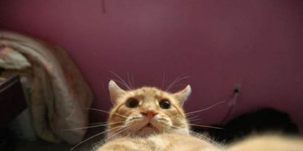 Selfie çeken hayvanlar