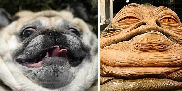 Bu köpekler başka bir şeye benziyor