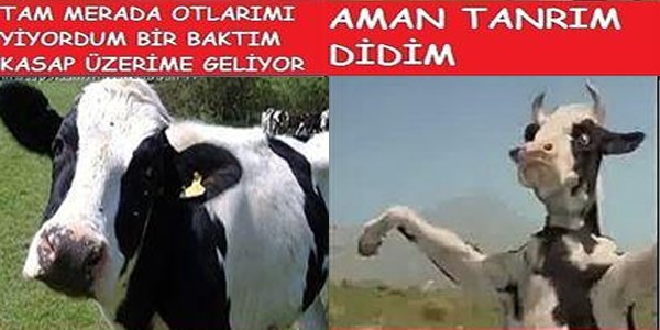 Kurban Bayramının kopartan capsleri