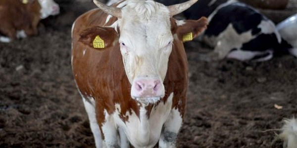 Kurban keserken nelere dikkat etmek gerekir?