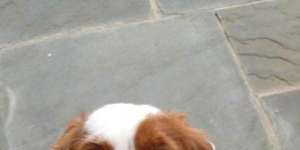 Birbirinden sevimli köpek yavruları
