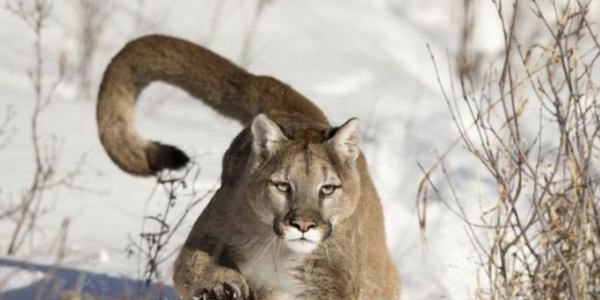 National Geographic'ten yılın çarpıcı fotoğrafları