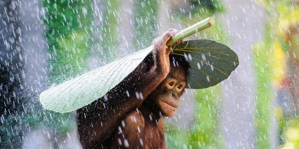 Sony Dünya Fotoğraf Ödülleri 2015