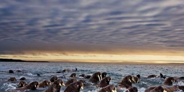 Hayvanların inanılmaz göç fotoğrafları