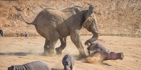 En vahşi saldırı fotoğrafları