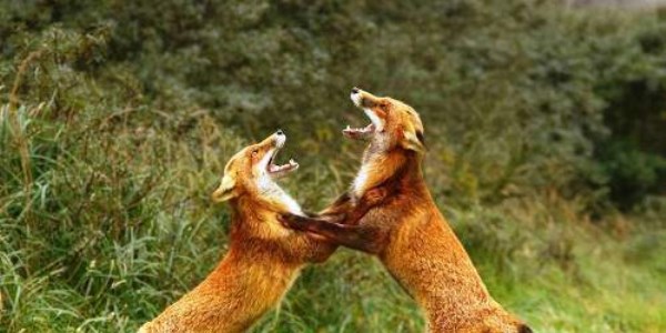 Hayvanların inanılmaz fotoğrafları