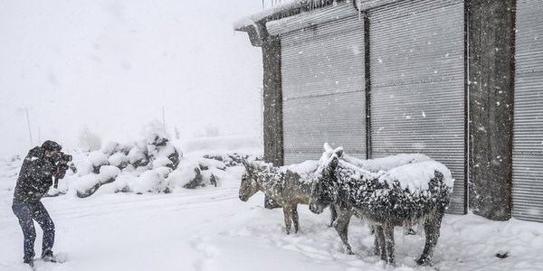 Eşekler buz tuttu