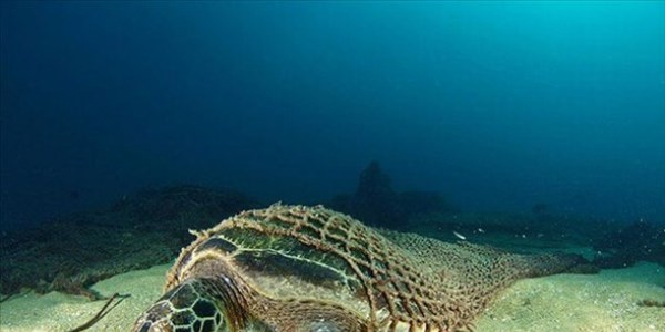 Su altı dünyasının harika kareleri