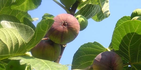 Bu meyveler kanser düşmanı