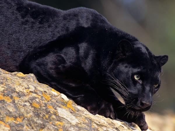 Siyah - Kara<br>      Siyah, Farsça bir sözcük olup, kara anlamındadır. Bu sözcüğün de yine Sanskritçe`de "koyu renk, esmer" anlamlarına gelen syama kelimesinden evrildiği düşünülüyor.