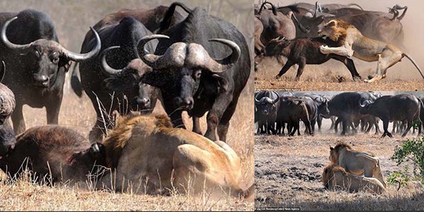 Aslanların Buffalo avının sonuna şok olacaksınız!