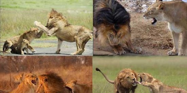 Karizmayı çizdiren aslan