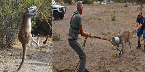 Başını tenekeye sıkıştırınca olanlar oldu