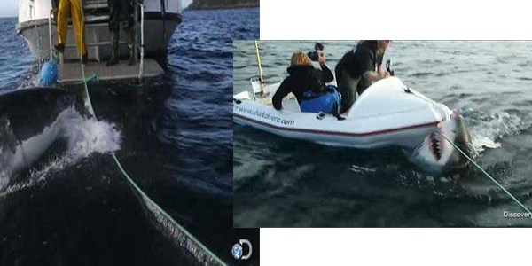 Köpek balığı gerçeği