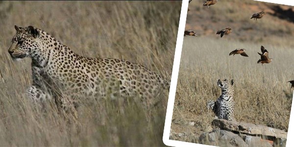 Leopar şaşırttı!